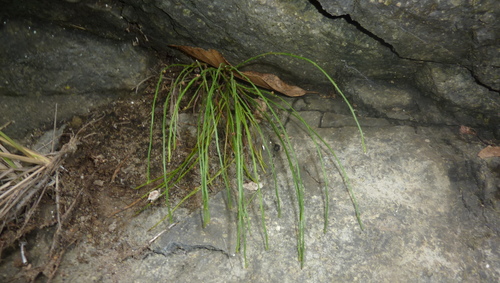 Psilotaceae image