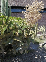 Kalanchoe beharensis