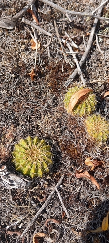 Parodia langsdorfii