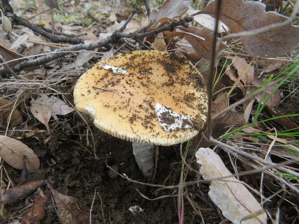 Amanita velosa · February 2026 · photo: © garth_harwood (iNaturalist, cc-by)