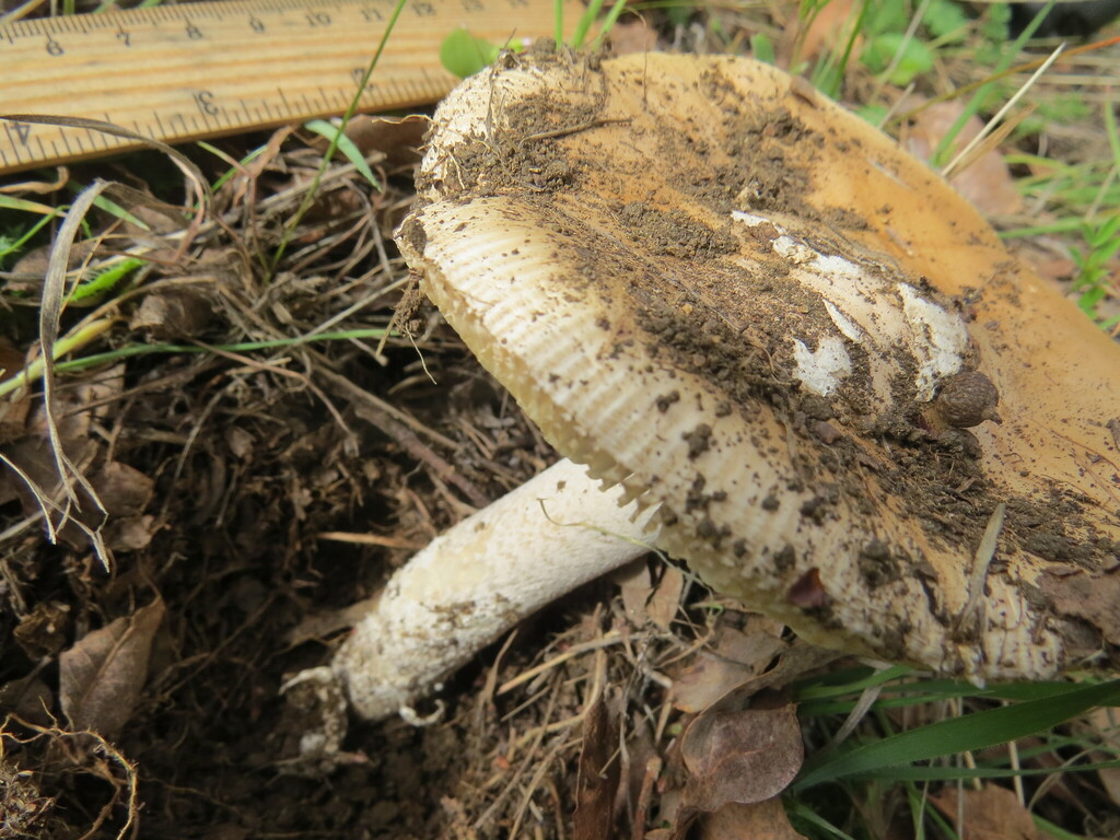 Amanita velosa · February 2026 · photo: © garth_harwood (iNaturalist, cc-by)