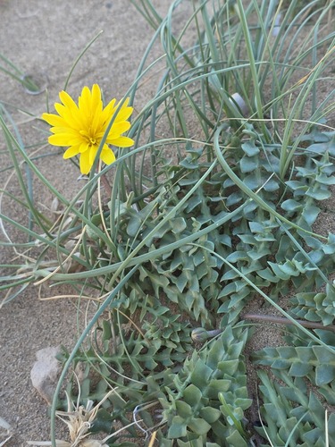Hyoseris lucida