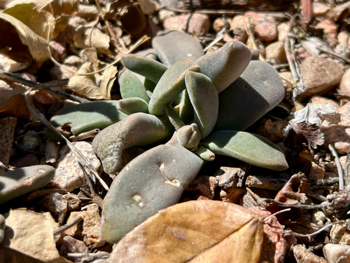 Aloinopsis thudichumii L.Bolus