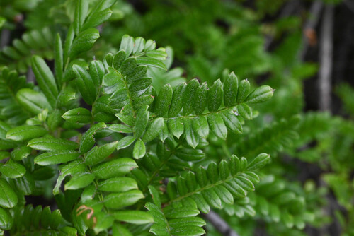Osteomeles anthyllidifolia observed 2026-02-20