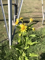 Verbesina subcordata