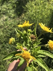 Verbesina subcordata