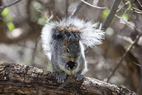 Arizona Gray Squirrel observed by stevenc22
