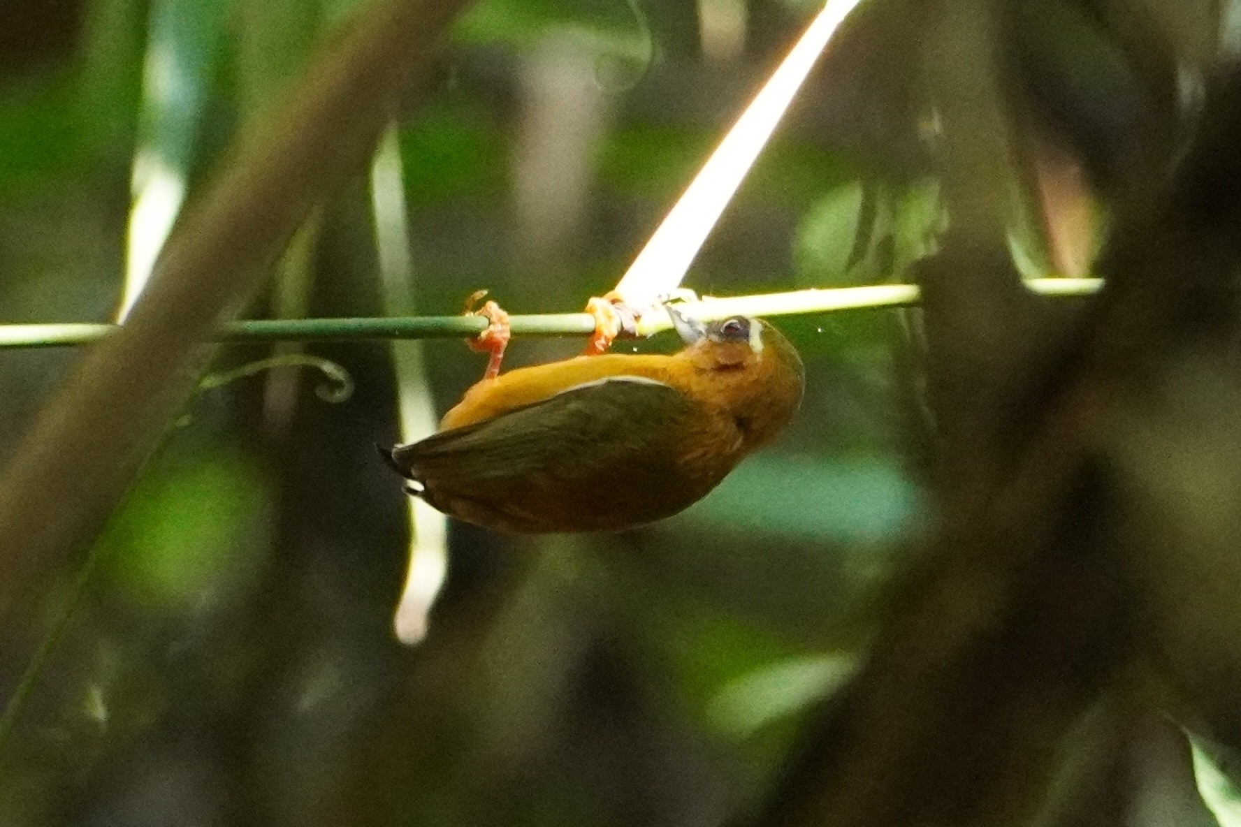White-browed Piculet (Sasia ochracea), photo 9