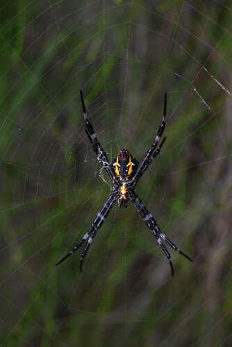 Photo of Hawaiian Garden Spider