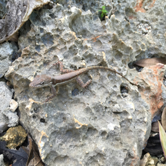 Anolis gingivinus