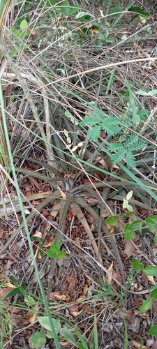 Dyckia remotiflora, photograph 3