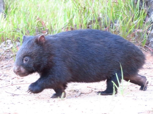 Bare-nosed Wombat, photo 8 of 10