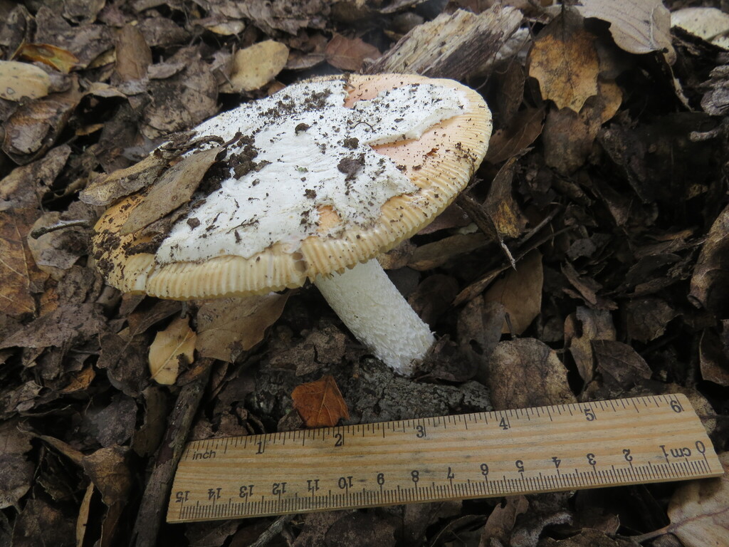 Amanita velosa · February 2026 · photo: © garth_harwood (iNaturalist, cc-by)