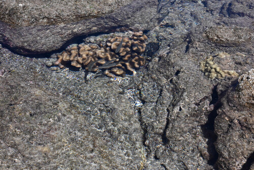 Atherinomorus insularum observed 2026-02-20