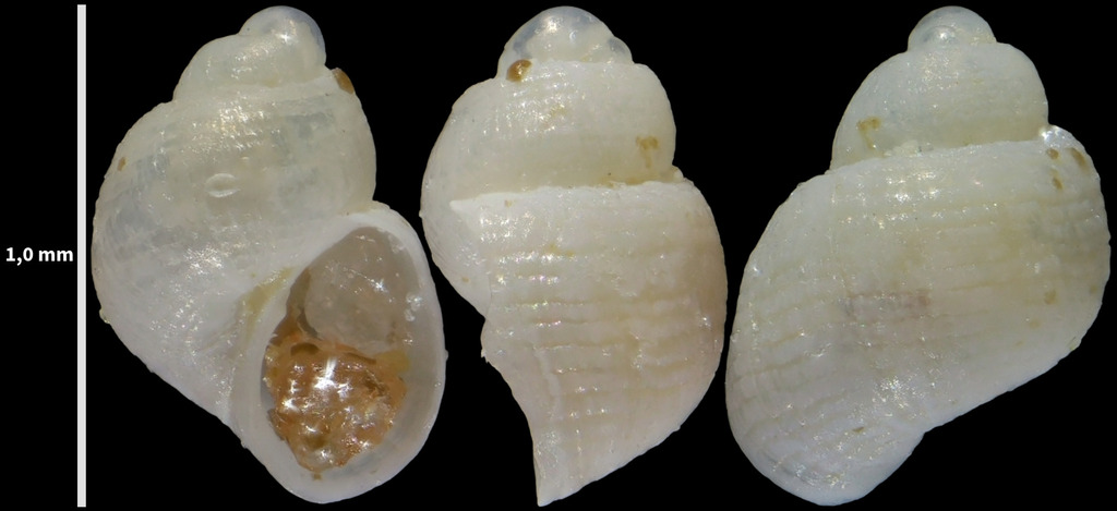 Noemiamea dolioliformis