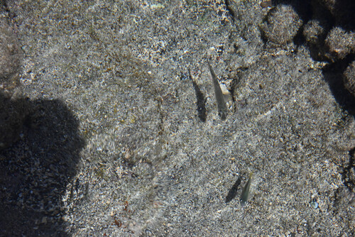 Atherinomorus insularum observed 2026-02-20