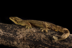 Thecadactylus