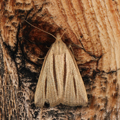 Macrochilo bivittata