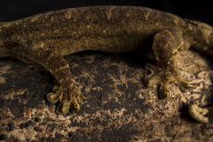 Thecadactylus