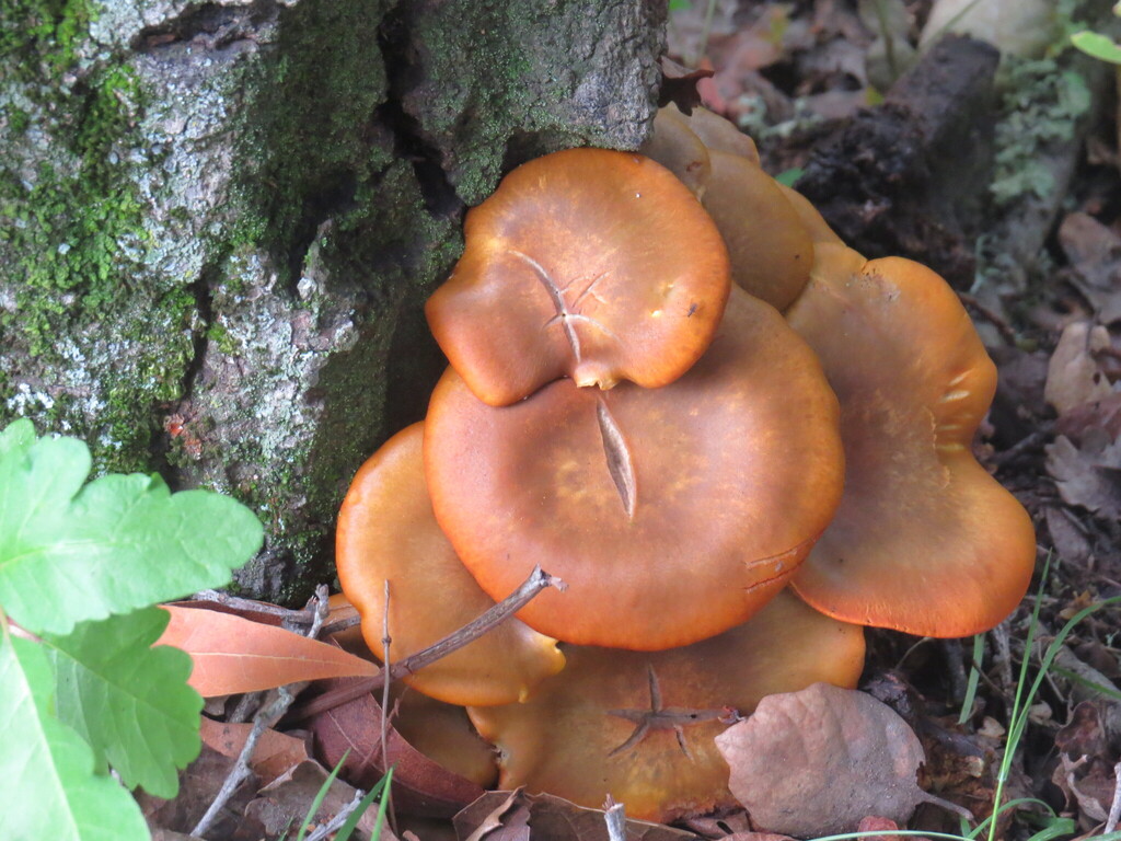 Omphalotus olivascens · February 2026 · photo: © garth_harwood (iNaturalist, cc-by)
