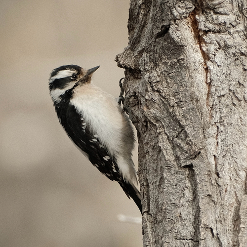 Downy Woodpecker