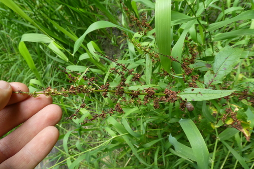 Rumex sanguineus iNat (3)