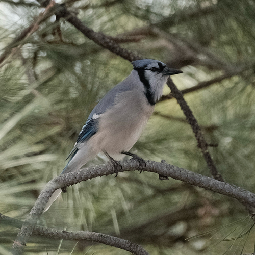 Blue Jay