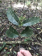 Hylenaea praecelsa image