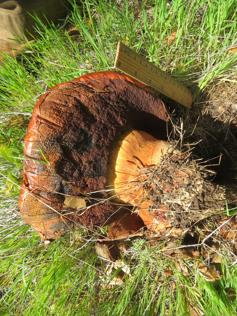 Suillellus amygdalinus · February 2026 · photo: © garth_harwood (iNaturalist, cc-by)
