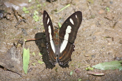 Metamorpha elissa