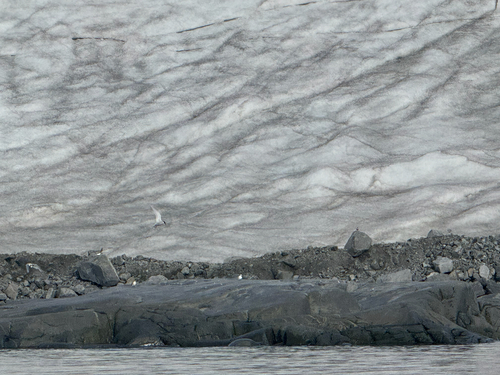 iNaturalist: (c) Vera Ma, some rights reserved (CC BY-NC), uploaded by Vera Ma iNaturalist image