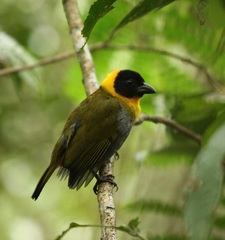 Ploceus nelicourvi