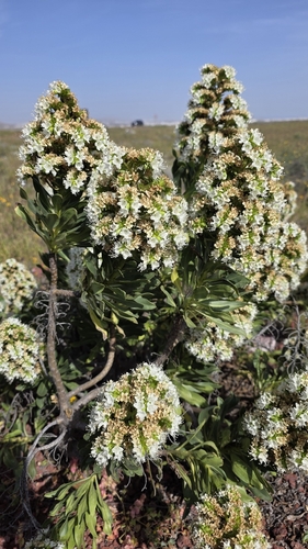 White bugloss (Echium decaisnei)