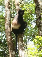 Propithecus edwardsi