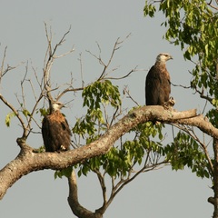 Haliaeetus vociferoides