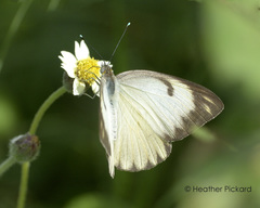 Ascia monuste eubotea