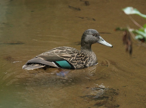 Meller's Duck