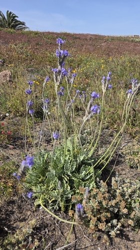 Lavandula pinnata, photograph 3