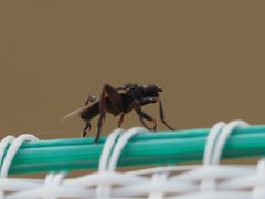 Sphaerocera curvipes