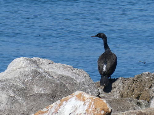 iNaturalist image