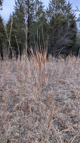 Elliott's Bluestem (Anatherum gyrans)