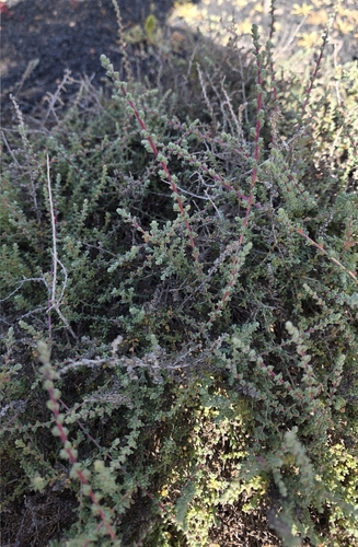 Mediterranean saltwort (Caroxylon vermiculatum)