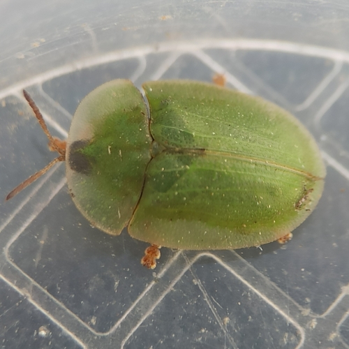 Cassida deflorata