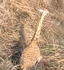 Giraffa camelopardalis antiquorum