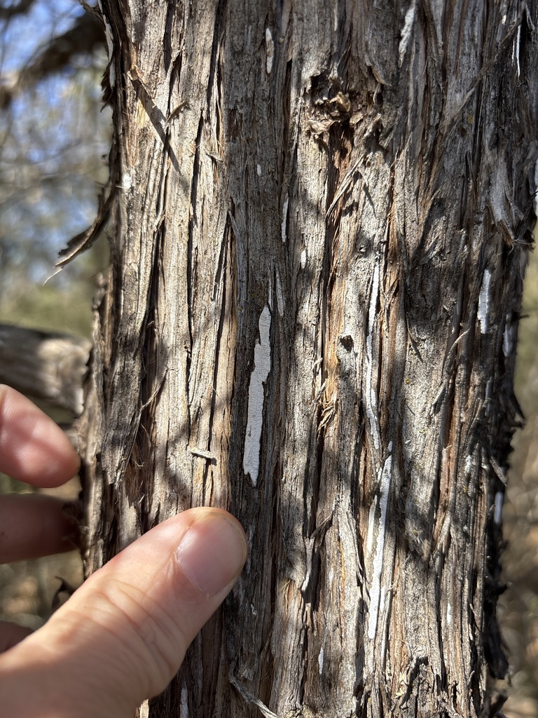 Dendrothele nivosa · February 2026 · photo: © sambiology (iNaturalist, cc-by)