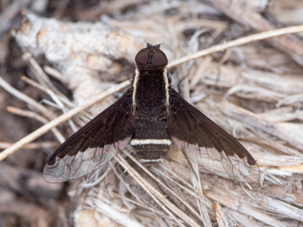 Hemipenthes ditaenia