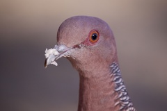 Picazuro Pigeon photo 5