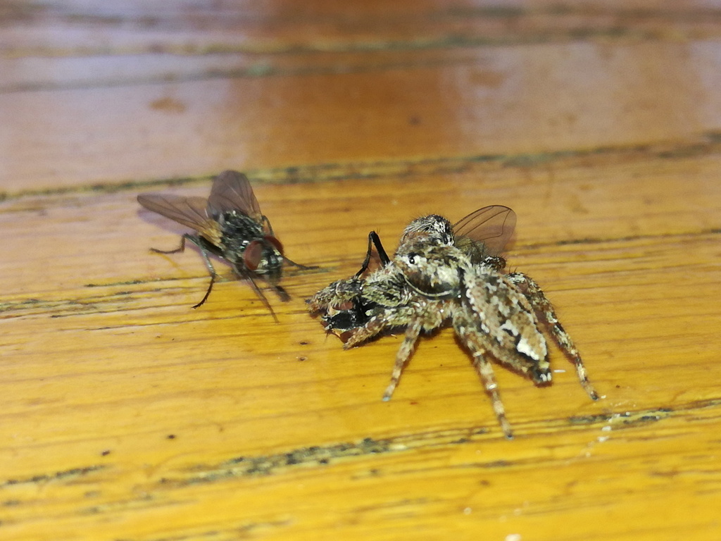 House fly (Musca domestica)
