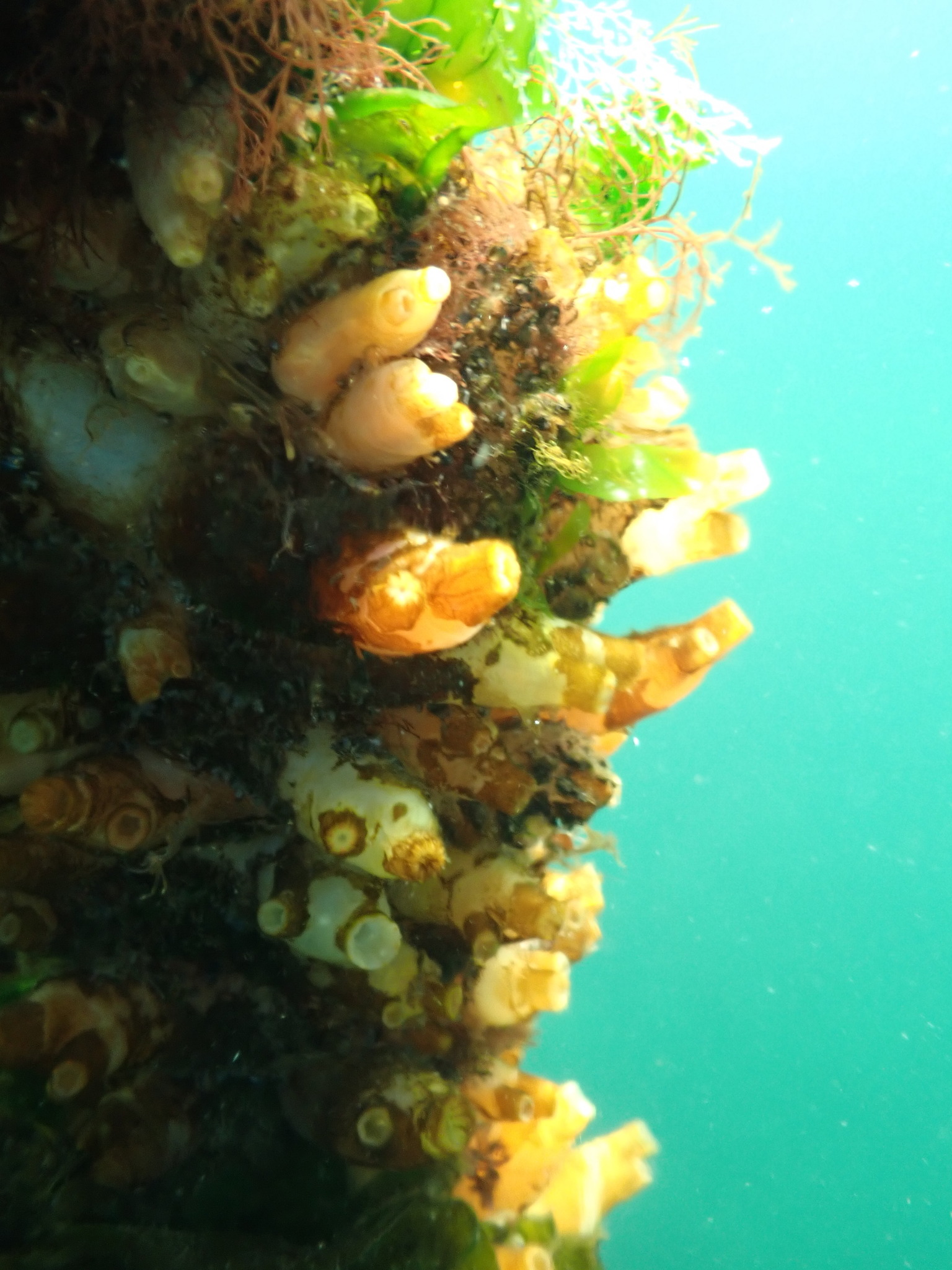Ciona intestinalis (Linnaeus, 1767)