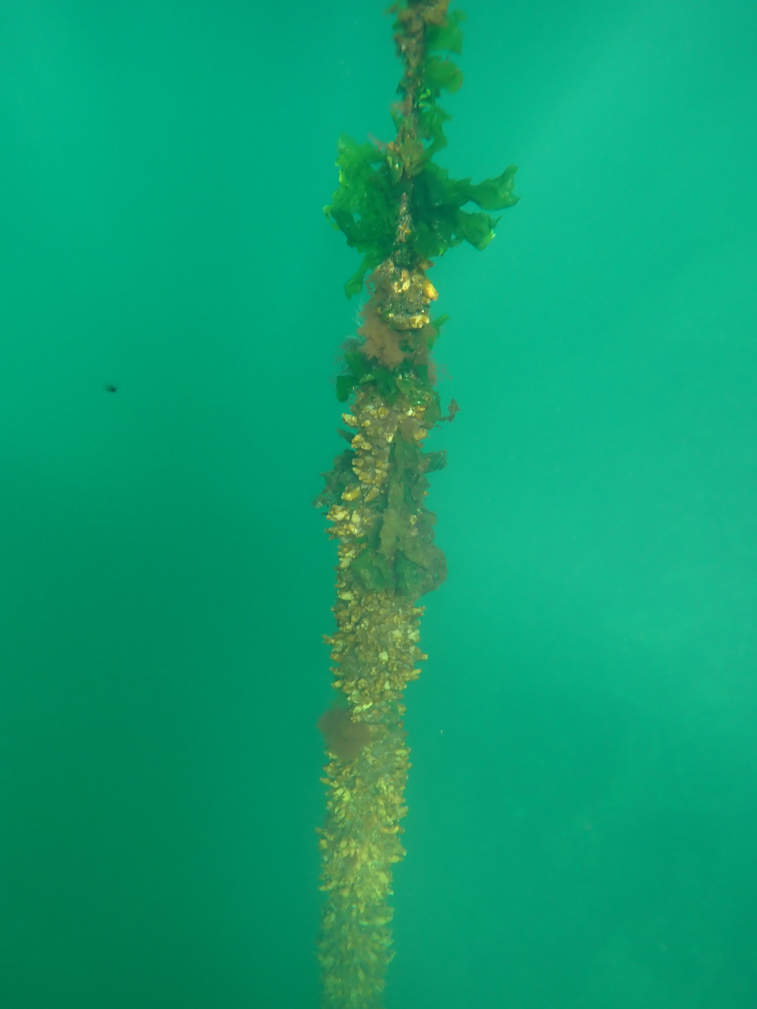 Ciona intestinalis (Linnaeus, 1767)